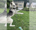Small #3 Siberian Husky Mix