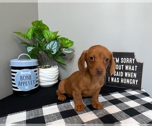 Dachshund Puppy for sale in INDIANAPOLIS, IN, USA