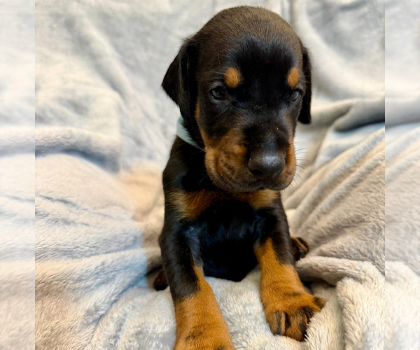 Medium Photo #12 Doberman Pinscher Puppy For Sale in LAKELAND, FL, USA