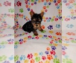 Puppy 1 Yorkshire Terrier