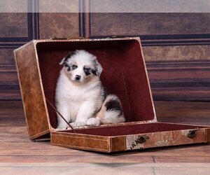 Australian Shepherd Puppy for sale in ROBERTS, IL, USA