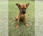 Small #3 Collie Mix