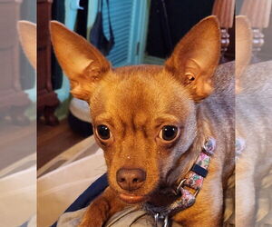 Chihuahua-Unknown Mix Dogs for adoption in Cranston, RI, USA