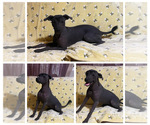 Puppy Little Bear Xoloitzcuintli (Mexican Hairless)