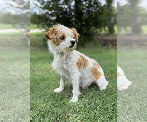 Medium Photo #6 Mutt Puppy For Sale in PIPE CREEK, TX, USA