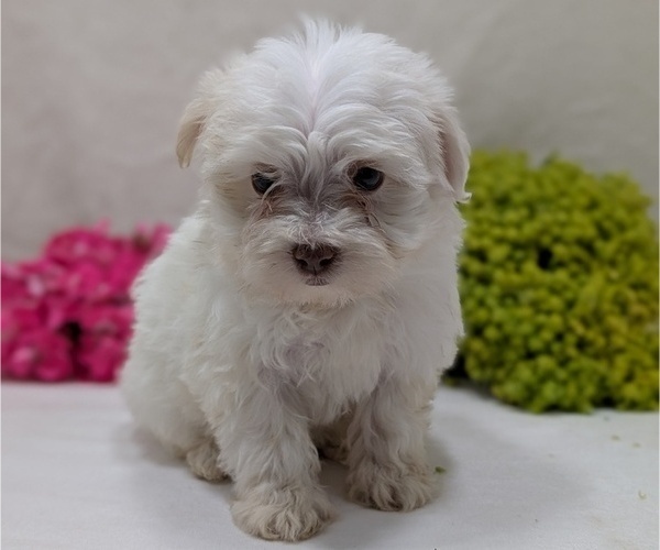 Medium Photo #9 Havanese Puppy For Sale in GOSHEN, IN, USA