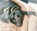 Small #5 Labrador Retriever