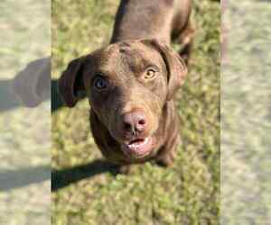Labrador Retriever-Unknown Mix Dogs for adoption in Brewster, NY, USA