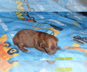 Poodle (Toy) Puppy for sale in DULUTH, GA, USA