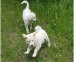 Small Photo #2 Golden Pyrenees-Great Pyrenees Mix Puppy For Sale in RAVENNA, MI, USA