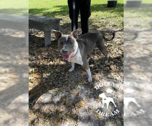 American Pit Bull Terrier-Unknown Mix Dogs for adoption in Vero Beach, FL, USA
