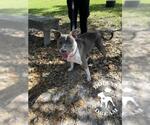 Small American Pit Bull Terrier Mix