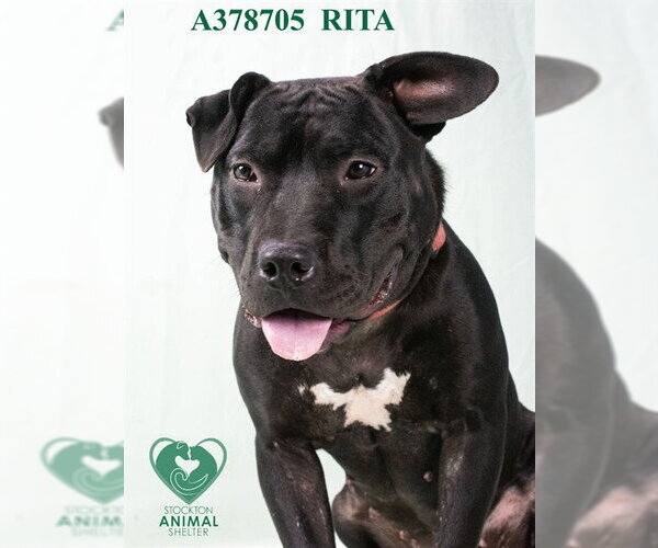 Medium Photo #2 Mutt Puppy For Sale in Stockton, CA, USA