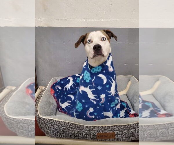 Medium Photo #4 Boxerhoula Puppy For Sale in Ellijay, GA, USA