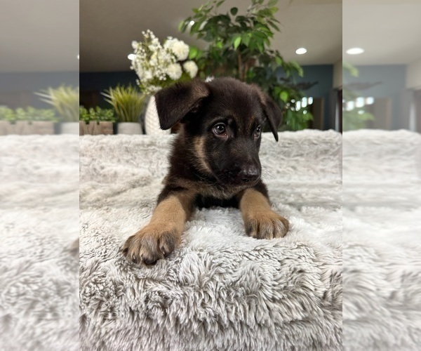 Medium Photo #3 German Shepherd Dog Puppy For Sale in GREENFIELD, IN, USA