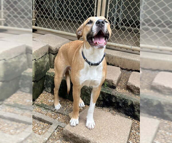 Medium Photo #4 Boxer-Mountain Cur Mix Puppy For Sale in Mountain View, AR, USA