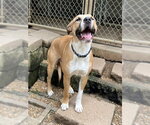 Small #3 Boxer-Mountain Cur Mix