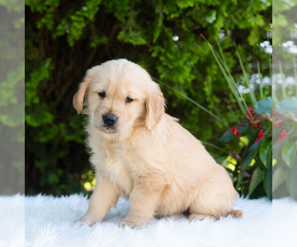 Medium Photo #6 Golden Retriever Puppy For Sale in NEWPORT, PA, USA
