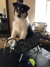 Collie Puppy for sale in HOTCHKISS, CO, USA