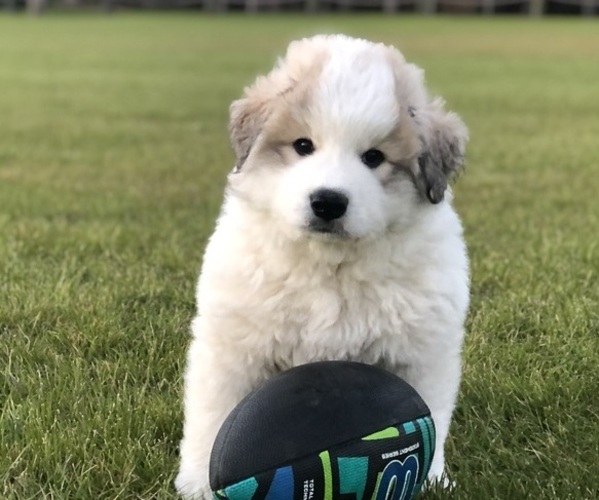 Medium Photo #1 Great Pyrenees Puppy For Sale in SOUTHPORT, NC, USA