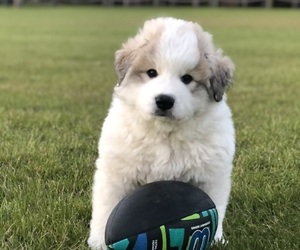 Great Pyrenees Puppy for sale in SOUTHPORT, NC, USA