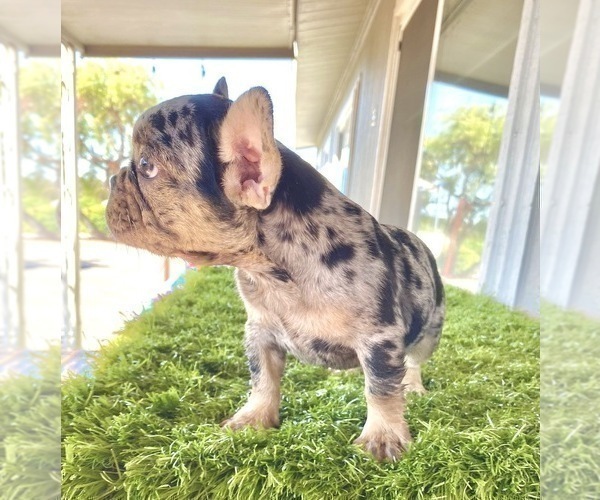 Medium Photo #12 French Bulldog Puppy For Sale in POINT REYES STATION, CA, USA