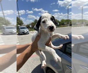 Mutt Dogs for adoption in San Antonio, TX, USA