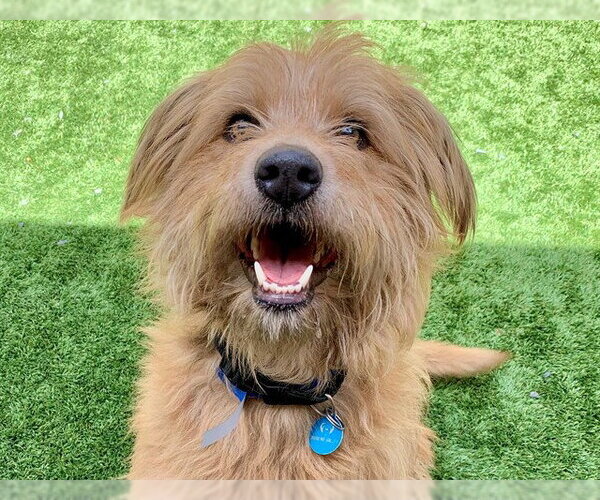 Medium Photo #1 Mutt Puppy For Sale in Moreno Valley, CA, USA