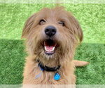 MAXIMILLIAN - Male Mutt Dog for Adoption - Small photo