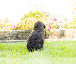 Small Photo #10 Labradoodle Puppy For Sale in NAPPANEE, IN, USA