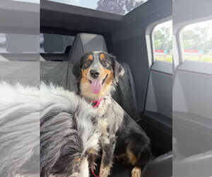 Sydney - Female Australian Shepherd-Unknown Mix Dog for Adoption - Photo #3