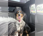 Small Photo #3 Australian Shepherd-Unknown Mix Puppy For Sale in Valrico, FL, USA