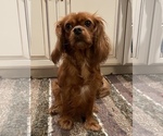 Small Photo #1 Cavapoo Puppy For Sale in HADLEY, PA, USA