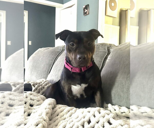Medium Photo #20 Staffordshire Bull Terrier-Unknown Mix Puppy For Sale in Brewster, NY, USA