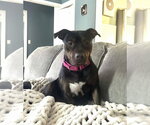 Small #19 Staffordshire Bull Terrier Mix