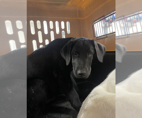 Medium Photo #1 Labrador Retriever-Unknown Mix Puppy For Sale in Bolivar, MO, USA