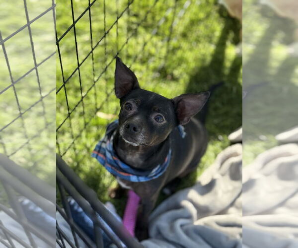 Medium Photo #1 Rat-Cha Puppy For Sale in Phoenix, AZ, USA