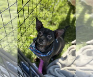 Rat-Cha Dogs for adoption in Phoenix, AZ, USA