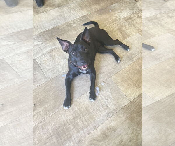 Medium Photo #5 Mutt Puppy For Sale in San Diego, CA, USA