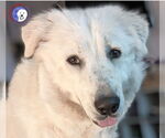 Small #10 Great Pyrenees