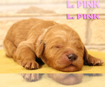 Small Photo #7 Goldendoodle Puppy For Sale in OAK LAWN, IL, USA