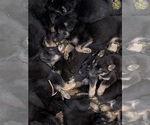 Small #2 German Shepherd Dog