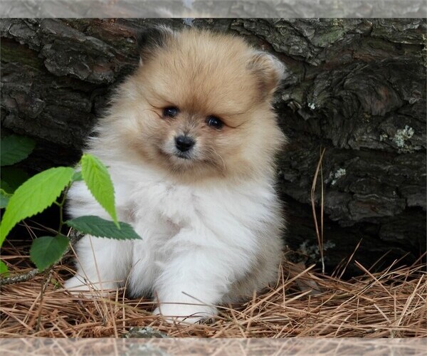 Medium Photo #20 Pomeranian Puppy For Sale in HOLLYWOOD, FL, USA
