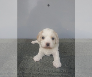 Cavachon Puppy for sale in SHIPSHEWANA, IN, USA