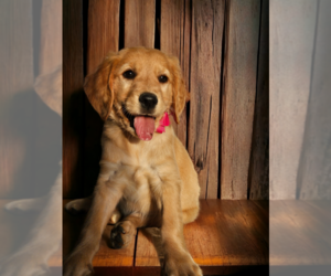 Golden Retriever Puppy for sale in NILES, MI, USA