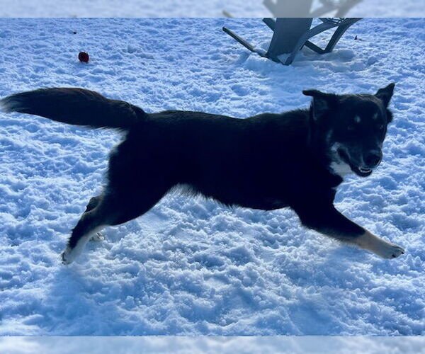 Medium Photo #4 Siberian Husky-Unknown Mix Puppy For Sale in Webster, WI, USA