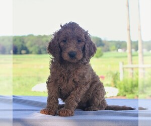 Medium Goldendoodle-Poodle (Standard) Mix