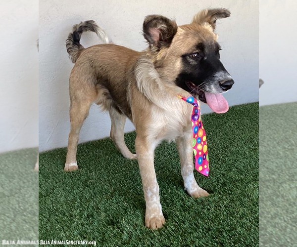 Medium Photo #3 Shollie Puppy For Sale in San Diego, CA, USA