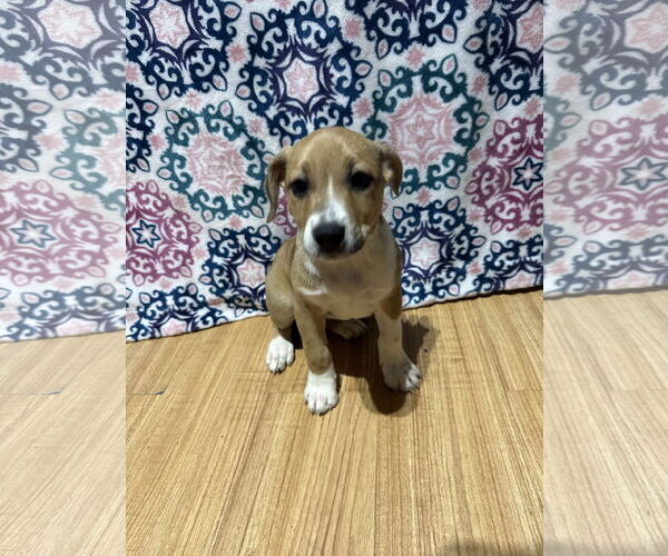 Medium Photo #2 Bluetick Coonhound-Redbone Coonhound Mix Puppy For Sale in Ball Ground, GA, USA