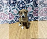 Small #1 Bluetick Coonhound-Redbone Coonhound Mix
